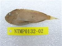 藏品(絨鮋)的圖片